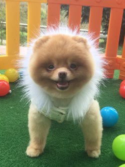 Ayı Surat Orjinal Eğitimli Boo Dog Pomeranian 3