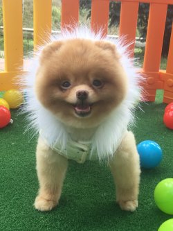 Ayı Surat Orjinal Eğitimli Boo Dog Pomeranian 1