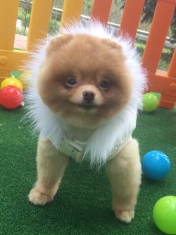 Ayı Surat Orjinal Eğitimli Boo Dog Pomeranian 2