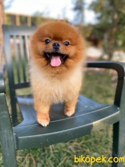 AYI SURAT ORJİNAL POMERANİAN BOO 2