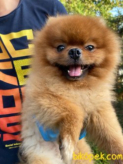 AYI SURAT ORJİNAL POMERANİAN BOO 3