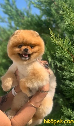 AYI SURAT ORJİNAL POMERANİAN BOO ERKEK 1