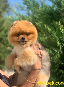 AYI SURAT ORJİNAL POMERANİAN BOO ERKEK 2