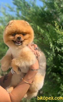 AYI SURAT ORJİNAL POMERANİAN BOO ERKEK 3