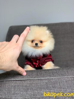 Ayı Surat Orjinal Pomeranian Boo Yavrularimiz 3