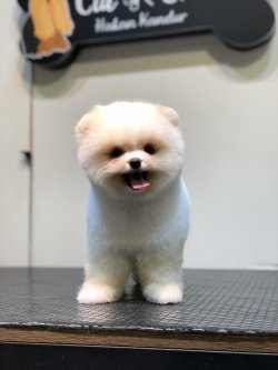 Ayı Surat Orjinal Pomeranian Boo Yavrularimiz 1