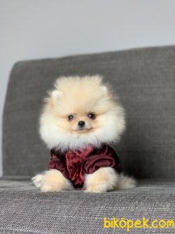 Ayı Surat Orjinal Pomeranian Boo Yavrularimiz 2