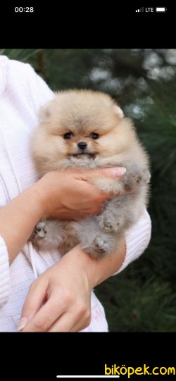 Ayı Surat Orjinal Teddy Bear Pomeranian Yavrular 2