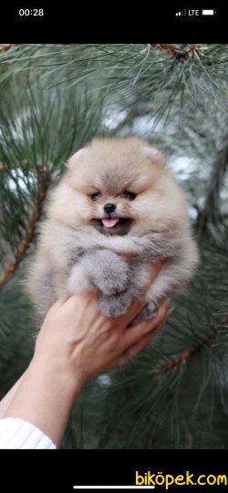 Ayı Surat Orjinal Teddy Bear Pomeranian Yavrular 1