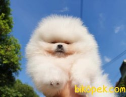 Ayı Surat Pomeranian 1