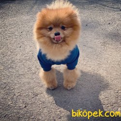 Ayı Surat Pomeranian 1