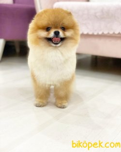 Ayı Surat Pomeranian 3