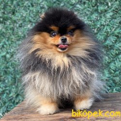 Ayı Surat Pomeranian 2