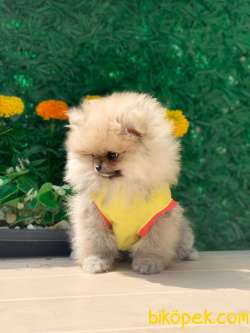 AYI SURAT POMERANİAN 2