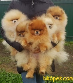 AYI SURAT POMERANİAN BOO 3