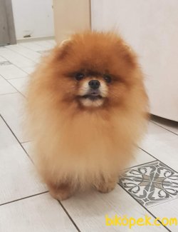 AYI SURAT POMERANİAN BOO 1