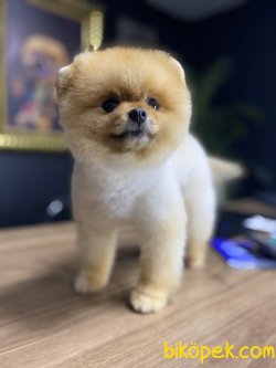 AYI SURAT POMERANİAN BOO 3