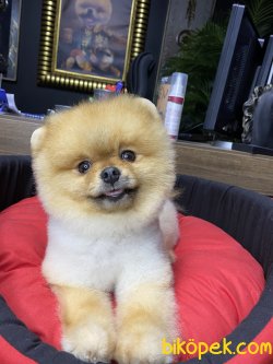 AYI SURAT POMERANİAN BOO 1