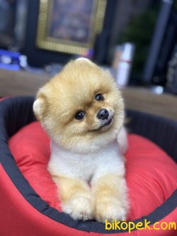 AYI SURAT POMERANİAN BOO 2