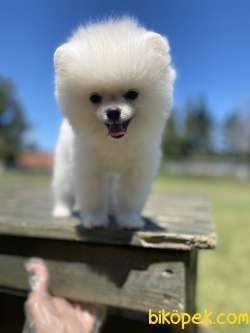 Ayı Surat Pomeranian Boo Bebekler 1
