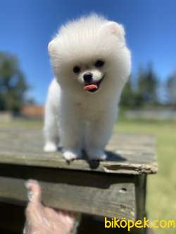 Ayı Surat Pomeranian Boo Bebekler 3