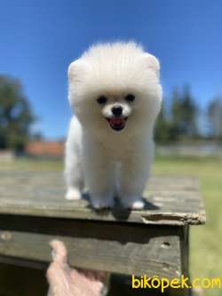 Ayı Surat Pomeranian Boo Bebekler 2