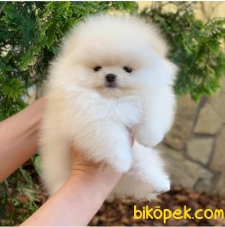Satılık Ayı Surat Pomerani̇an Boo Bebekleri̇mi̇z 2