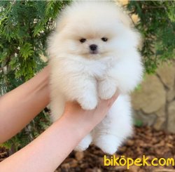 Satılık Ayı Surat Pomerani̇an Boo Bebekleri̇mi̇z 1