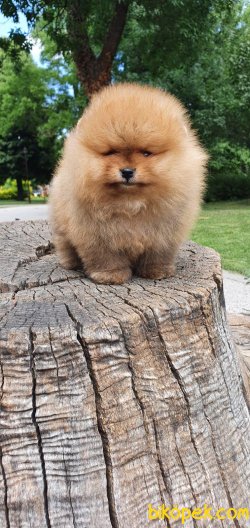 AYI SURAT POMERANİAN BOO BEBEKLERİMİZ 1