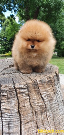 AYI SURAT POMERANİAN BOO BEBEKLERİMİZ 2