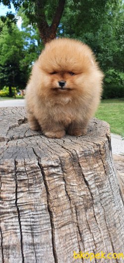 AYI SURAT POMERANİAN BOO BEBEKLERİMİZ 3