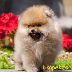 AYI SURAT POMERANİAN BOO BEBEKLERİMİZ 2