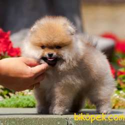 AYI SURAT POMERANİAN BOO BEBEKLERİMİZ 3