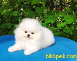 AYI SURAT POMERANİAN BOO BEBEKLERİMİZ 3