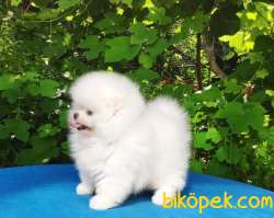 AYI SURAT POMERANİAN BOO BEBEKLERİMİZ 2