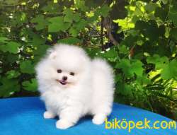 AYI SURAT POMERANİAN BOO BEBEKLERİMİZ 1
