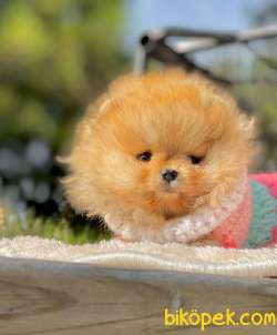 Ayı Surat Pomeranian Boo Kızımız ❤️ 1