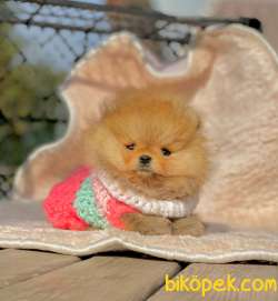 Ayı Surat Pomeranian Boo Kızımız ❤️ 5