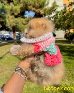 Ayı Surat Pomeranian Boo Kızımız ❤️ 2