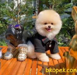 Ayı Surat Pomeranian Boo Oğlumuz CARLOS 4