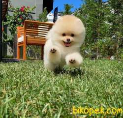 Ayı Surat Pomeranian Boo Oğlumuz CARLOS 1