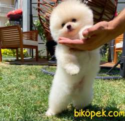 Ayı Surat Pomeranian Boo Oğlumuz CARLOS 5