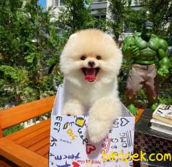Ayı Surat Pomeranian Boo Oğlumuz CARLOS 2