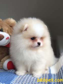 AYI SURAT POMERANİAN BOO YAVRULAR 3