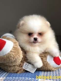 AYI SURAT POMERANİAN BOO YAVRULAR 1