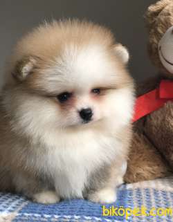 AYI SURAT POMERANİAN BOO YAVRULAR 4