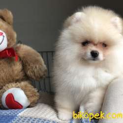 AYI SURAT POMERANİAN BOO YAVRULAR 2