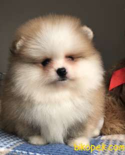 AYI SURAT POMERANİAN BOO YAVRULAR 5