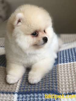AYI SURAT POMERANİAN BOO YAVRULAR 2