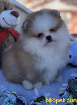 AYI SURAT POMERANİAN BOO YAVRULAR 3